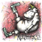 nadorasz