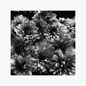 Lately / Never Better