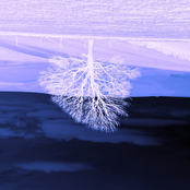 Birds Feel the Distance