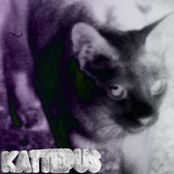 Kattepus