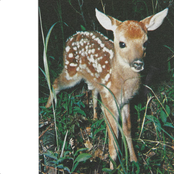 shelter in the cocoon