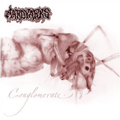 Conglomerate by Aardvarks