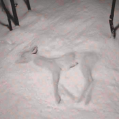 shattering animals - Single