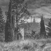 Mansedumbre: El bosque cementado ya no palpita