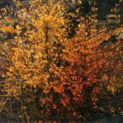 Strawberry Heritage: Overgrowth