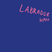 Waax: Labrador