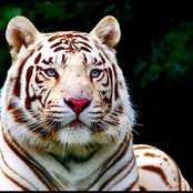 Youngteam Collaborations