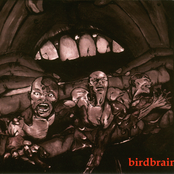 birdbrains