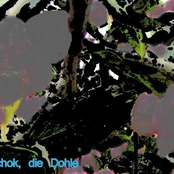 tschok, die dohle