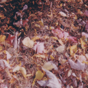 The Detroit Strangler