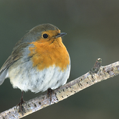 erithacus rubecula