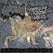 Splattered Animal Abusing