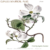 Flowering Dogwood (Edwards)