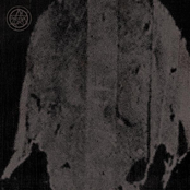 The Austrasian Goat / Neige Morte