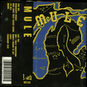 Mule