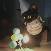 Unknowing Cat - Single