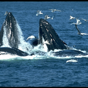 various whales