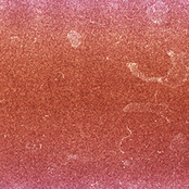 Police State Of Mind