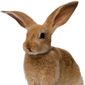 outtakes and oddities