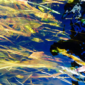 The Golden and the Green