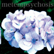 metempsychosis