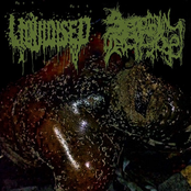 Liquidised / Serotonin Leakage split