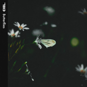 Ciel: butterflies