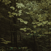 Magnolia Boulevard: Reverie (Acoustic)