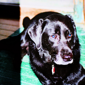 Campaigning in Empty Apartments (From Room To Room)