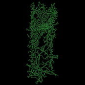 Kaoru Nagisa / Swan Of Tuonela