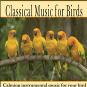 Classical Music for Birds: Bird Music for Cockatoo, Parrot, Parakeet, Cockatiel, Songbirds, and more