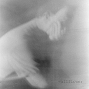 Wallflower - Single