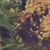 Broncho: Natural Pleasure