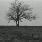 autumn leaves scars (demo)