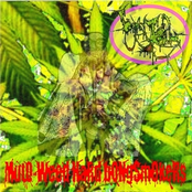 PA04 Boggy Bong - Muto-Weed Hard Bong Smokers