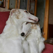 i don't know what it is or where it came from