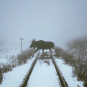 You're Dying... Good Luck (Chapter I)