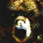 Element Eighty: The Bear