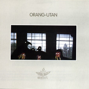 Orang-utan