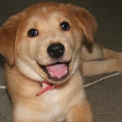 Original Frisbee Disc