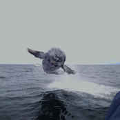whale