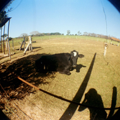 cachorros e madames no fim do mundo