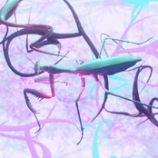 Like a Bird - Single