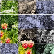 Flowers of Our Final Spring