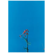 Joanna Newsom & The Ys Street Band