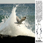 floral commutations building a choir as they ascend upon their wisdom