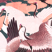 Balearica regulorum