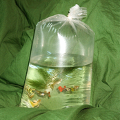 Voice Actor - Single