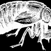 Auchenorrhyncha