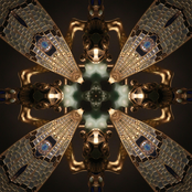 Imaginal Stage